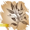 Hand sketched vintage elements laurels, frames, leaves, flowers, swirls, feathers. Wild and free.