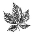 Hand sketched wild grapes leaf botanical illustration isolated on white. Engraved style plant leaf on white background. Ornamental Royalty Free Stock Photo