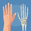 hand skin and bones