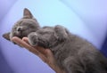 Hand And Sleeping Kitten