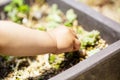 Hand of the small child has the plant in the potted plant. Royalty Free Stock Photo