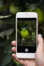 Hand smartphone apple garden Royalty Free Stock Photo