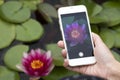 Hand smartphone water lily day Royalty Free Stock Photo