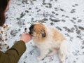 Hand smooth puppy on a winter background. love for stray dogs. Girl stroking a puppy Royalty Free Stock Photo