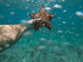 Hand of snorkeler holds starfish underwater with bubbles foreground. concept of vacation and travel