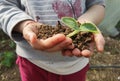 Hand soil plant growing of zucchini protection affection