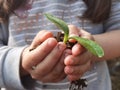 Hand soil plant growing of zucchini protection affection