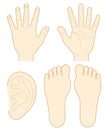 Hand, the sole of a foot, ear