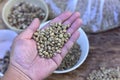 The hand is sorting Peaberry the coffee beans before roasting them. Coffee production, natural sun dry of honey process, removed Royalty Free Stock Photo