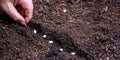 Hand sow vegetable seed on soil, close up, copy space. Agriculture, organic garden and ecology Royalty Free Stock Photo