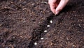 Hand sow vegetable seed on soil, close up, copy space. Agriculture, organic garden and ecology Royalty Free Stock Photo