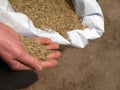 Hand sowing grass, closeup