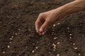 Hand sowing a seed on health soil Royalty Free Stock Photo