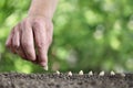 hand sowing seeds in the vegetable garden soil, close up on green background Royalty Free Stock Photo