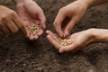 Hand sowing seeds of vegetable on soil at garden