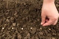 Hand sows chickpeas in the soil. Spring garden work