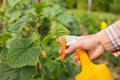 Hand Spraying On Plants With Ovary Of Cucumbers With Sprayer.