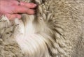 Hand spreading alpaca wool or fiber - Lama pacos