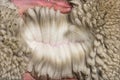 Hand spreading alpaca wool or fiber - Lama pacos