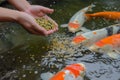 hand sprinkling feed into a koi carp pond Royalty Free Stock Photo
