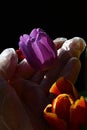 Hand in sterile glove picking violet fresh wet tulip flower from bouquet of tulips, dark background