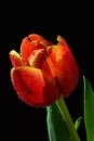 Hand in sterile glove picking violet fresh wet tulip flower from bouquet of tulips, dark background