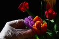 Hand in sterile glove picking violet fresh wet tulip flower from bouquet of tulips, dark background