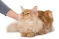Hand strokes cat on white background