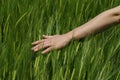 Hand on a wide grain field