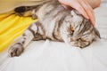 A hand strokes the head of a gray Scottish fold cat with yellow eyes.