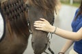 Hand strokes horse. Horse muzzle and human hand. Favorite pet. Caressing man Royalty Free Stock Photo