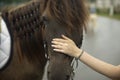 Hand strokes horse. Horse muzzle and human hand. Favorite pet. Caressing man Royalty Free Stock Photo