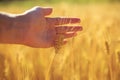 Hand stroking the beautiful Golden ears of wheat ripe on a warm summer Sunny day on a farm field Royalty Free Stock Photo