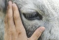 Hand stroking a cow, closeup cow eye Royalty Free Stock Photo