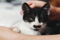 hand stroking cute little kitty, sitting on woman legs in morning light. woman caressing adorable black and white kitten with fun Royalty Free Stock Photo