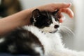 hand stroking cute little kitty, sitting on woman legs in morning light. woman caressing adorable black and white kitten with fun Royalty Free Stock Photo
