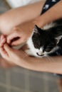 hand stroking cute little kitty, sitting on woman legs in morning light. woman caressing adorable black and white kitten with fun Royalty Free Stock Photo