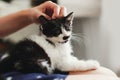 hand stroking cute little kitty, sitting on woman legs in morning light. woman caressing adorable black and white kitten with fun Royalty Free Stock Photo