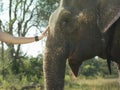 Hand Stroking Elephant's Head Royalty Free Stock Photo