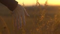 Hand at sunset in steppe grass. Hand touching steppe grass in sun