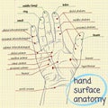 Hand Surface Anatomy