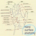 Hand Surface Anatomy Royalty Free Stock Photo