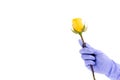 Hand in a surgical glove holds yellow rose isolated on white background. Copy space