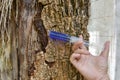 A hand with syringe blue medicine injection to the tree trunk skin is diseased