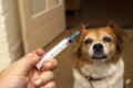 Hand with syringe and dog preparing for vaccine injection on the background.Vaccination, World rabies day and pet health