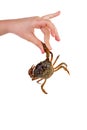 Hand take fresh live crab
