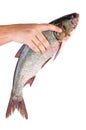 Hand take fresh silver carp fish