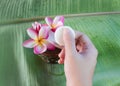 Hand take mini soap with flowers frangipani on green banana lea