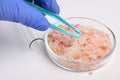 Hand Takes Rose Salt in Lab Petri Dish with Pincet