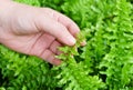 Hand Taking Care of Tassle Ferns in Garden